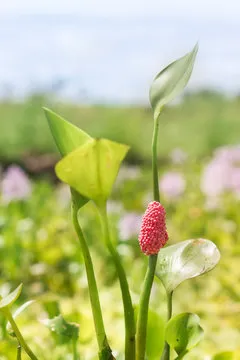 Android 下载二维码